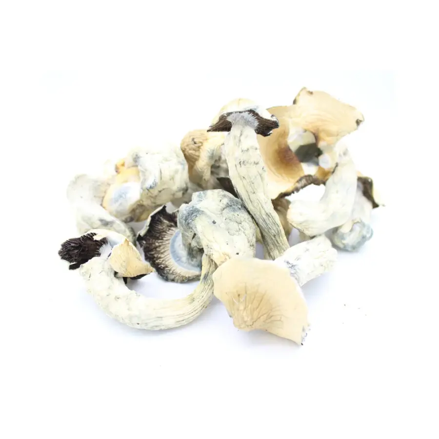 JUMBO Penis Envy Dried Mushroom
