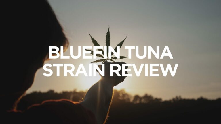 bluefin-tuna-strain-review