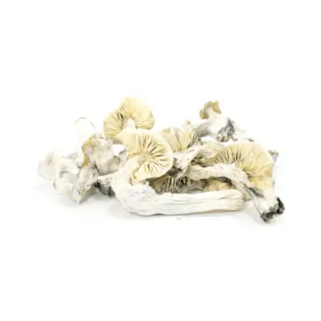 Albino A+ Dried Mushroom