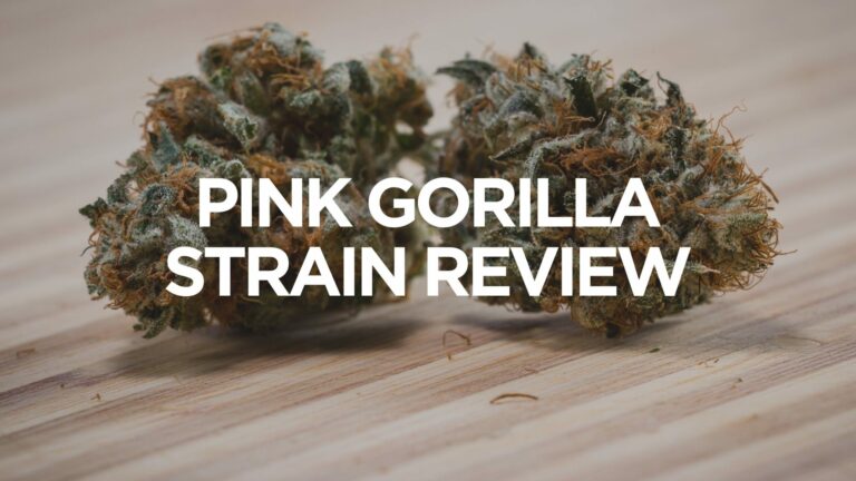 pink-gorilla-strain-review