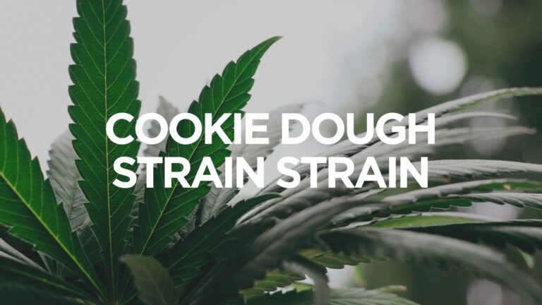 Cookie Dough Strain Strain
