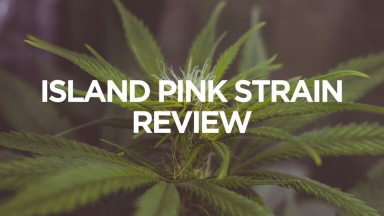 island-pink-strain-review