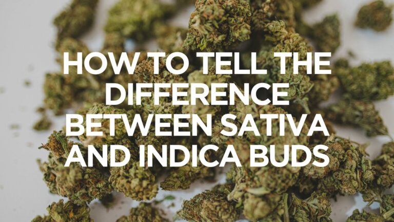 how-to-tell-the-difference-between-sativa-and-indica-buds