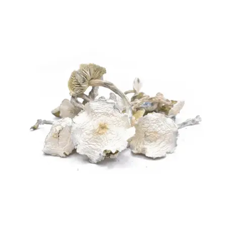 Albino Zilla Dried Mushroom