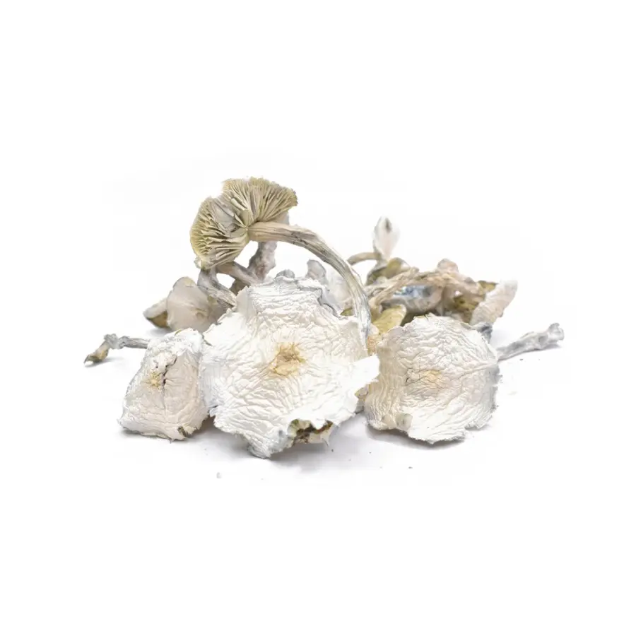 ALBINO ZILLA DRIED MUSHROOMS