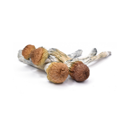 Trinity Dried Mushroom