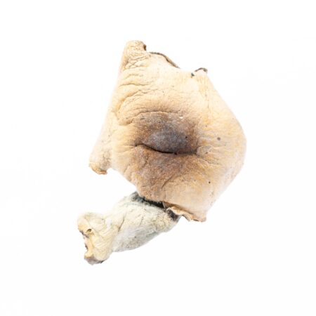 Tidal Wave Dried Mushroom