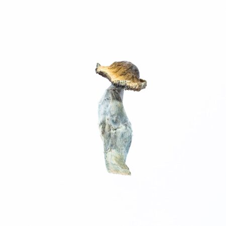 Ecuadorian Dried Mushroom