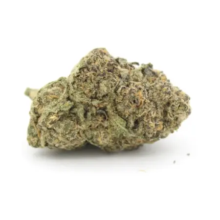 Phenom Genetics - Exotic Animal