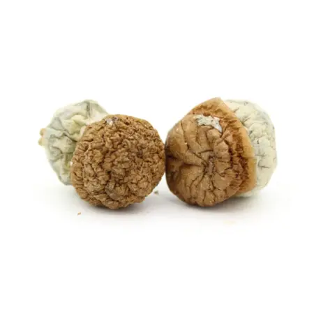 Magic Mushroom | Gold Member
