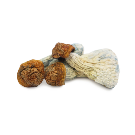 Gold Member Dried Mushrooms